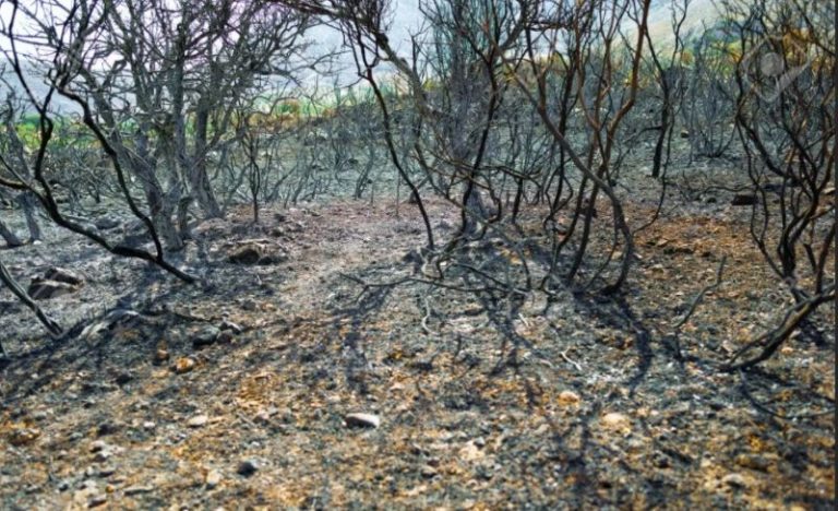 Tizemrin uɣalent diɣed