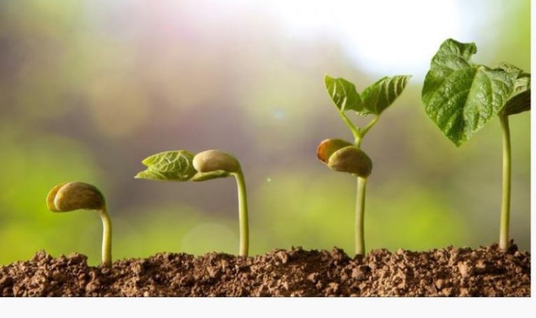 Amek ara yili uzekka