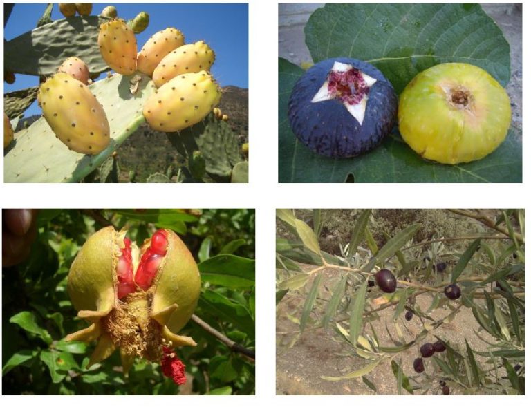 Tamurt-nneɣ, Tutlayt-nneɣ s tewlafin akkd tira