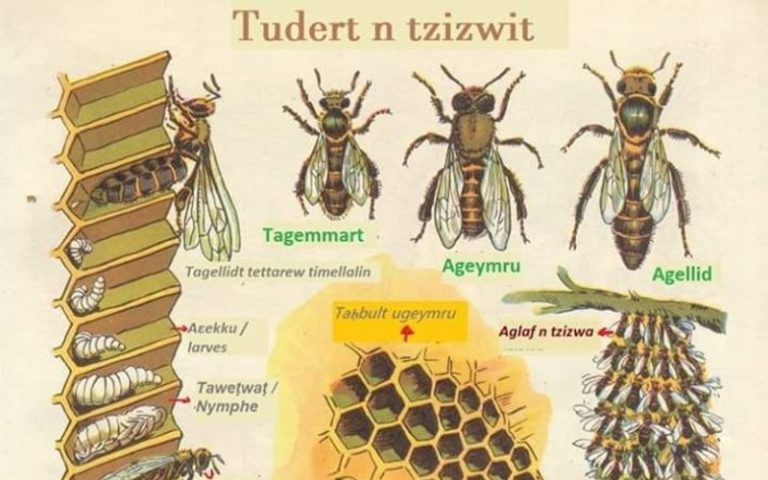 Tudert n tzizwit