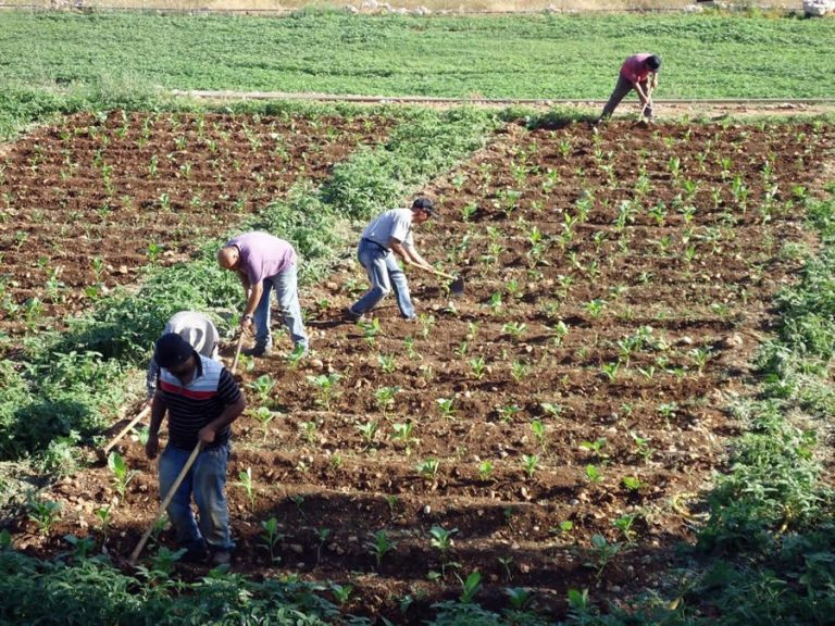 3ème parite, l'agriculture: Quelle économie pour la Kabylie ?