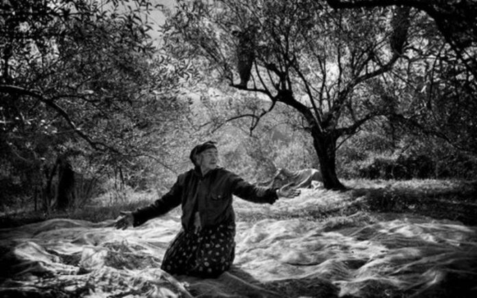 A woman picking olives, Kabylia de Ferhat Bouda