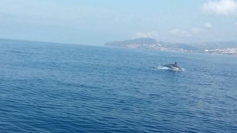 Des dauphins aperçus non loin des plages de Tigzirt