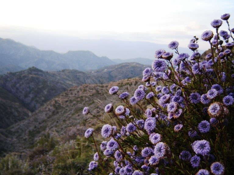 L’association des apiculteurs de Draa Ben Khedda organise  la foire du miel