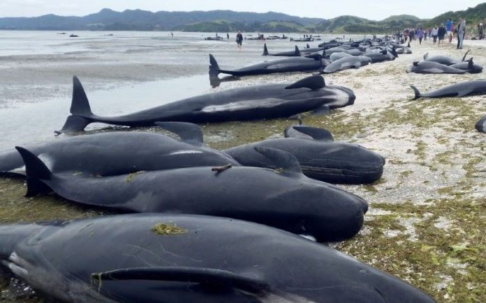 Plus de 400 baleines échouées en Nouvelle-Zélande