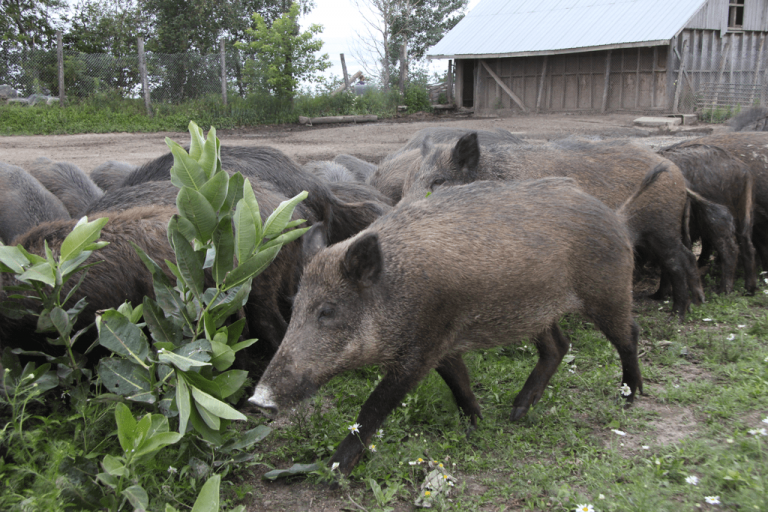 Les sangliers en Kabylie