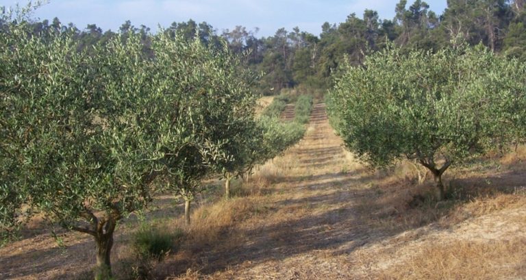La direction des forêts s'oppose au projet d'implantation d'un million d'oliviers à Tizi-Ouzou