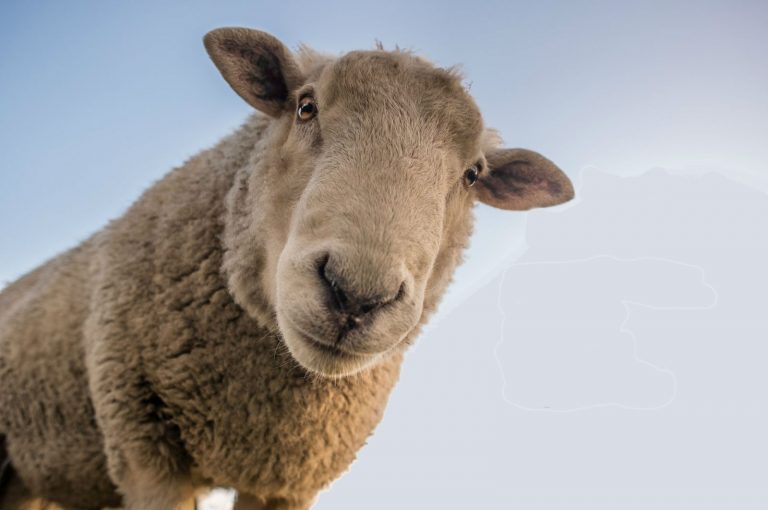 Selon la télévision algérienne Ennahar une brebis a parlé en arabe à Biskra