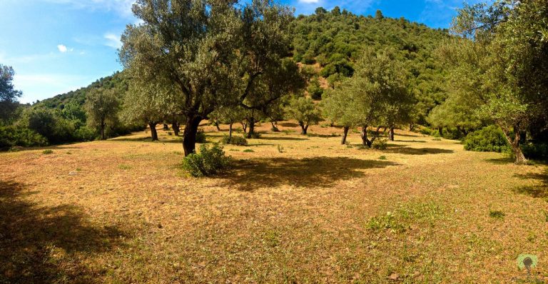 champs d'oliviers