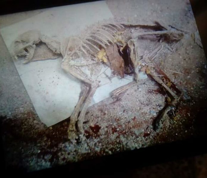 Dinosaure découvert au village At Damar Wali commune Assi Youcef dans région de Boghni en Kabylie