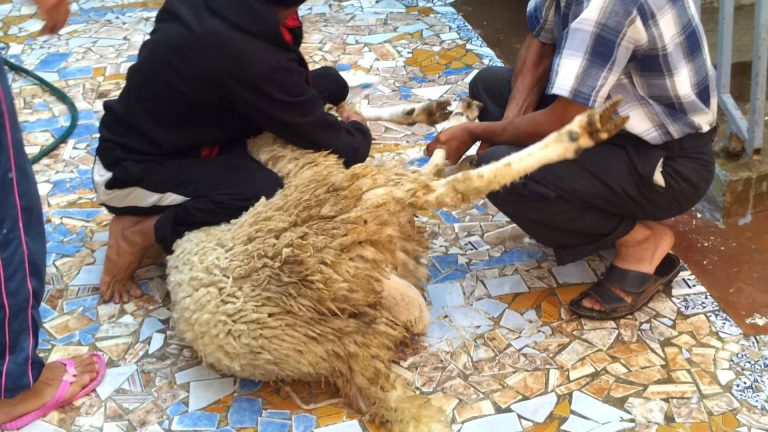 Les musulmans kabyles ont célébré Aïd al-Adha