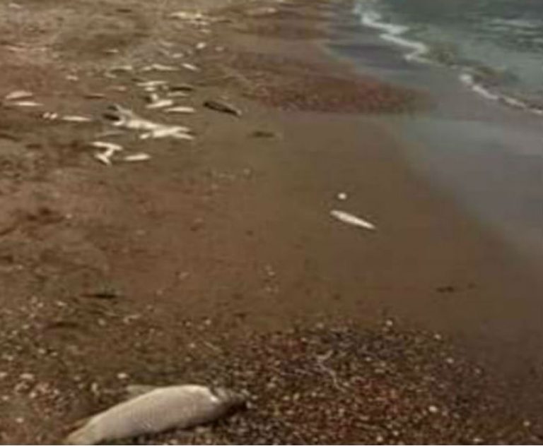 Poissons morts rejetés par la mer