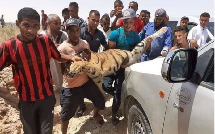 Un tigre de 11 mois abattu en Algérie