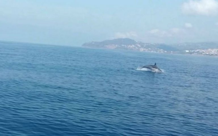 Un dauphin à la plage de Tighzirt