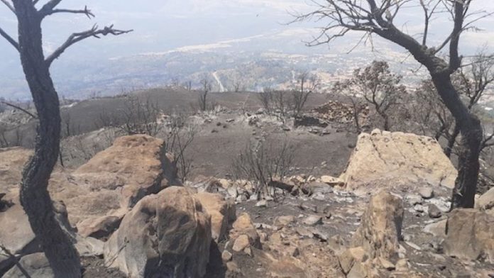 La Kabylie après les feux de forêts