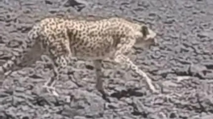 Un guépard aperçu à Tamanrasset