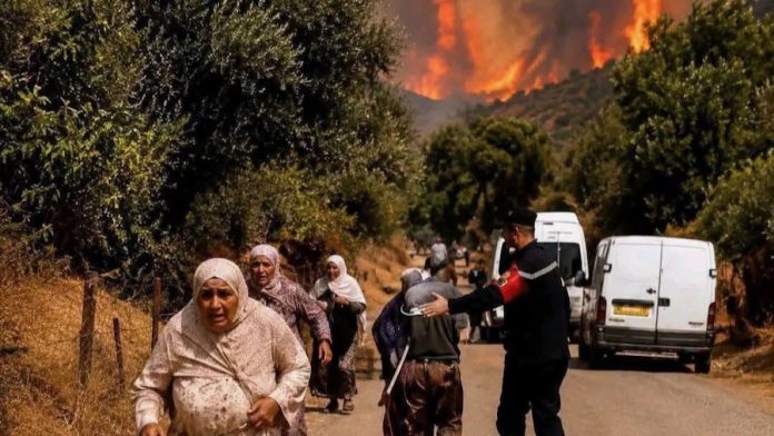 Dégâts humains causés par les feux de forêt et les incendies à Jijel Dégâts humains causés par les feux de forêt et les incendies à Jijel
